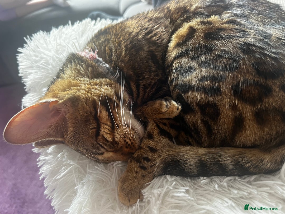 Bengal cats for sale: 1 year old female Bengal - Advert 4