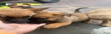 Mixed Breed 1