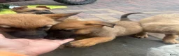 Mixed Breed dogs for sale: German Shepherd cross Belgium Malanai - Advert 5