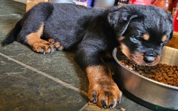Rottweiler dogs for sale: Rottweiler Puppies in Great Yarmouth - Image 23