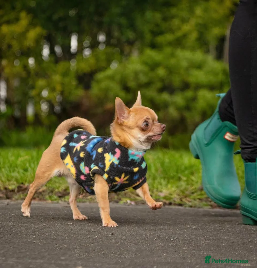 Chihuahua dogs for stud: Tiny PJ for Stud in Leeds - Advert 4