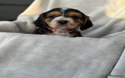 Cocker Spaniel dogs for sale: Six beautiful cocker spaniel puppies - Image 1