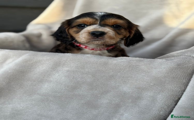 Cocker Spaniel dogs - Advert 1