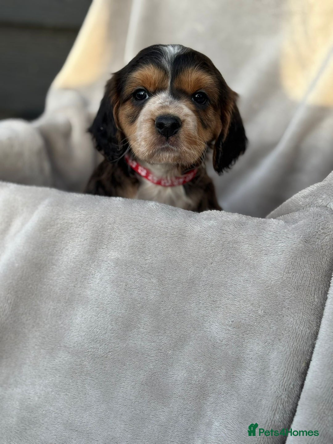 Cocker Spaniel dogs for sale: Six beautiful cocker spaniel puppies - Image 1