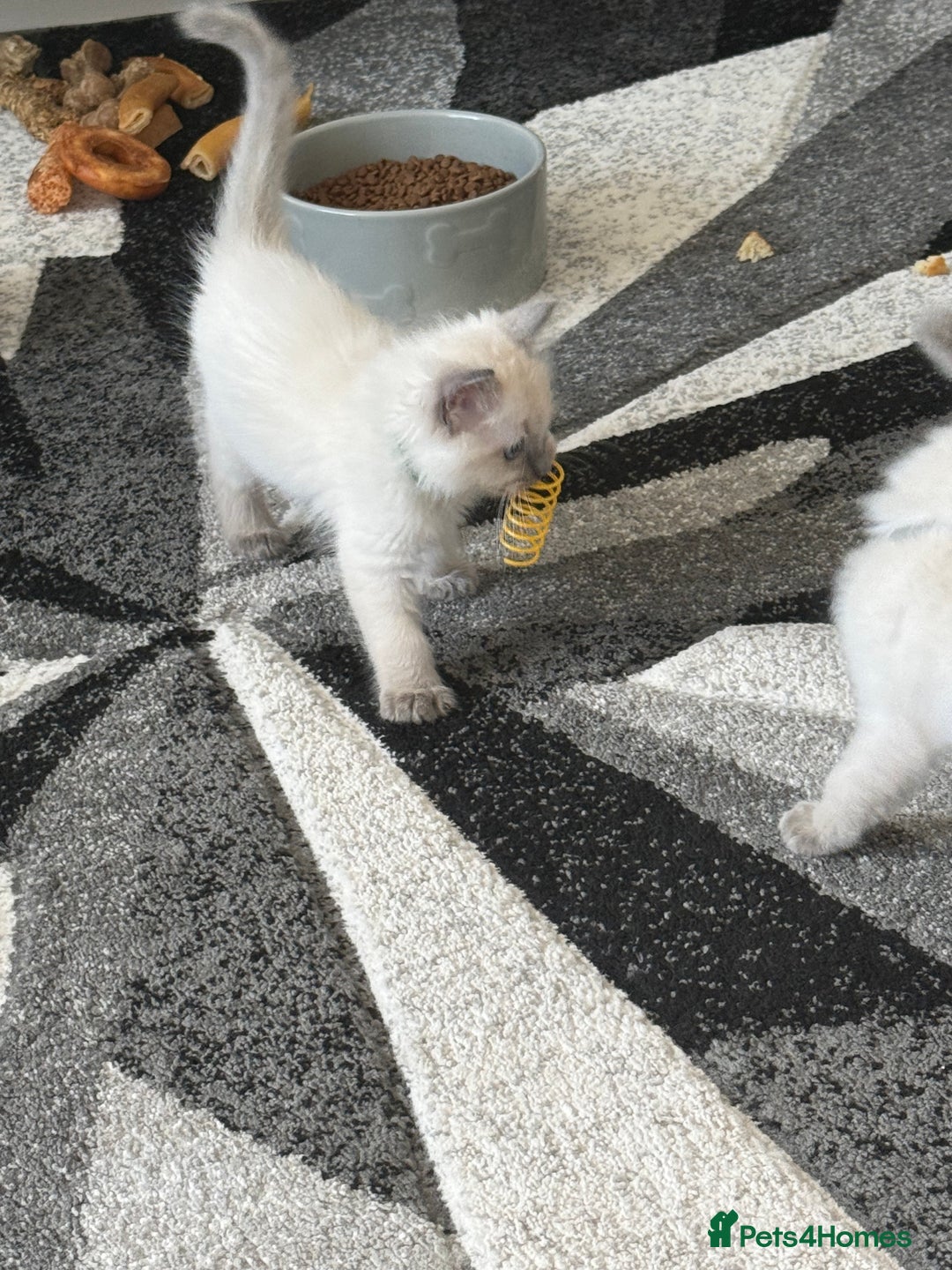 Ragdoll cats for sale: Stunning bluepoint Ragdoll kittens - Image 8