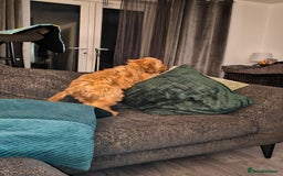 Cavapoo dogs for sale: REHOMING  - Advert 17