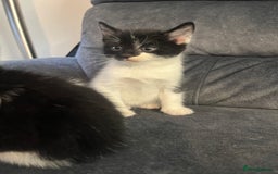 Turkish Angora cats for sale: Kittens ❤️ - Image 3