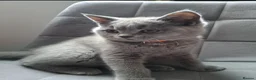 British Shorthair cats for sale: Gccf ACTIVE British shorthair kitten - Advert 5