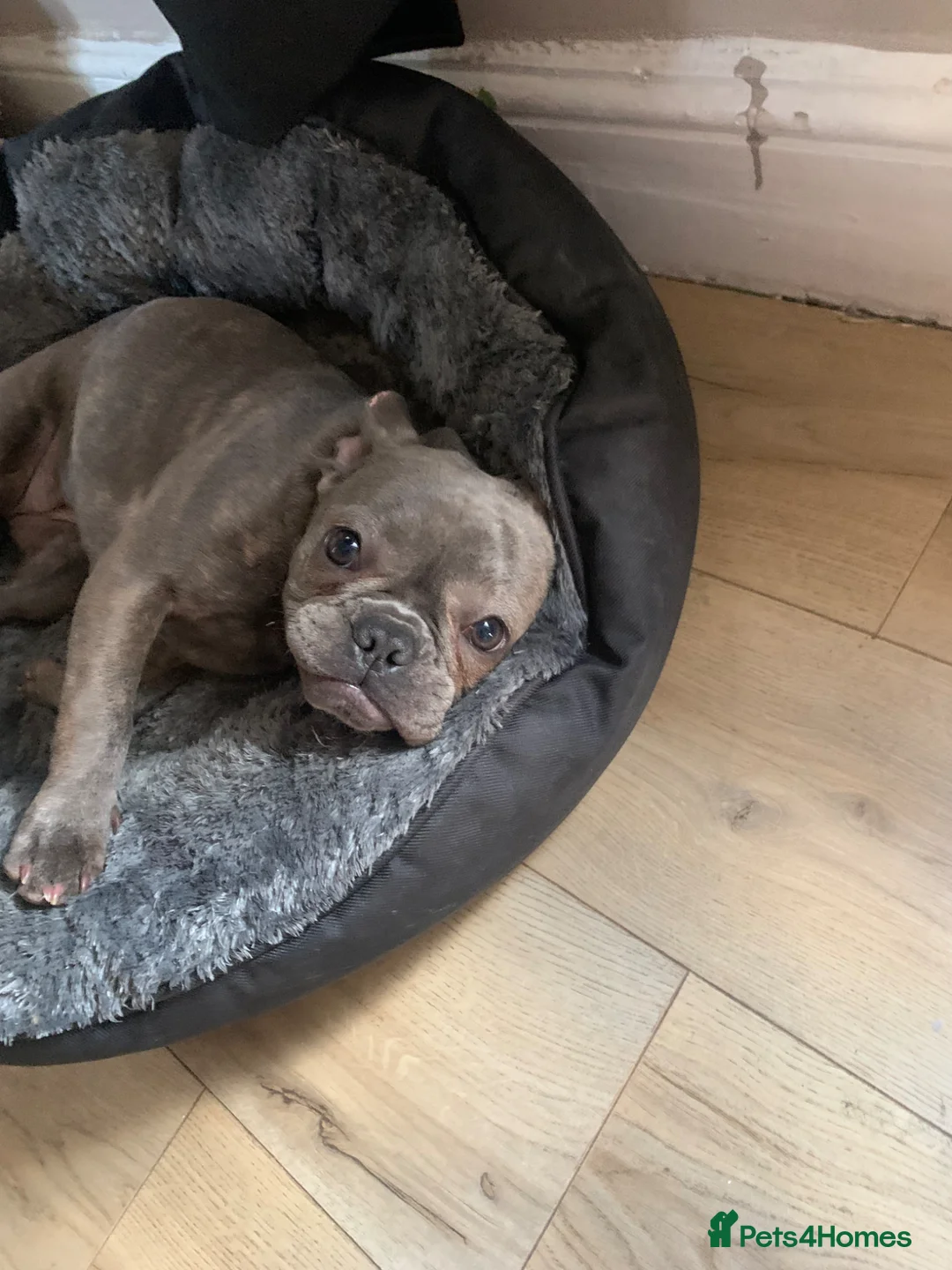 French Bulldog dogs for sale: French bulldog in Rochester - Advert 2