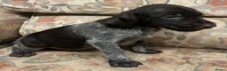 German Wirehaired Pointer dogs for sale: Gorgeous GWP Puppies  - Advert 8