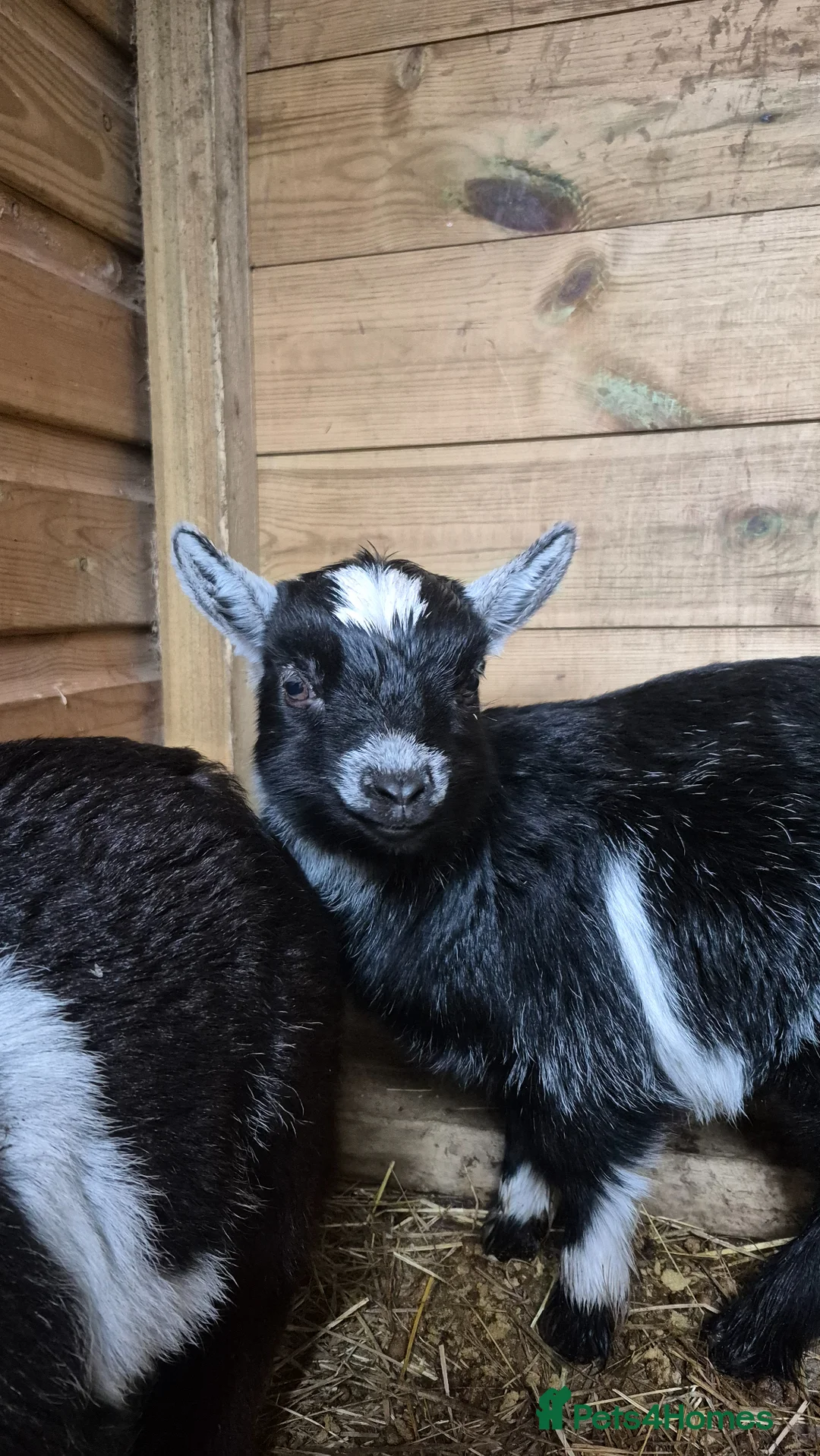Goats livestock for sale: Beautiful pygmy goat twins, male and female in Nottingham - Advert 2