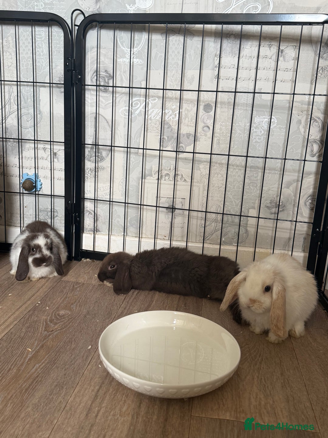 Mini Lop rabbits for sale: 3 bunnies for sale  - Image 3