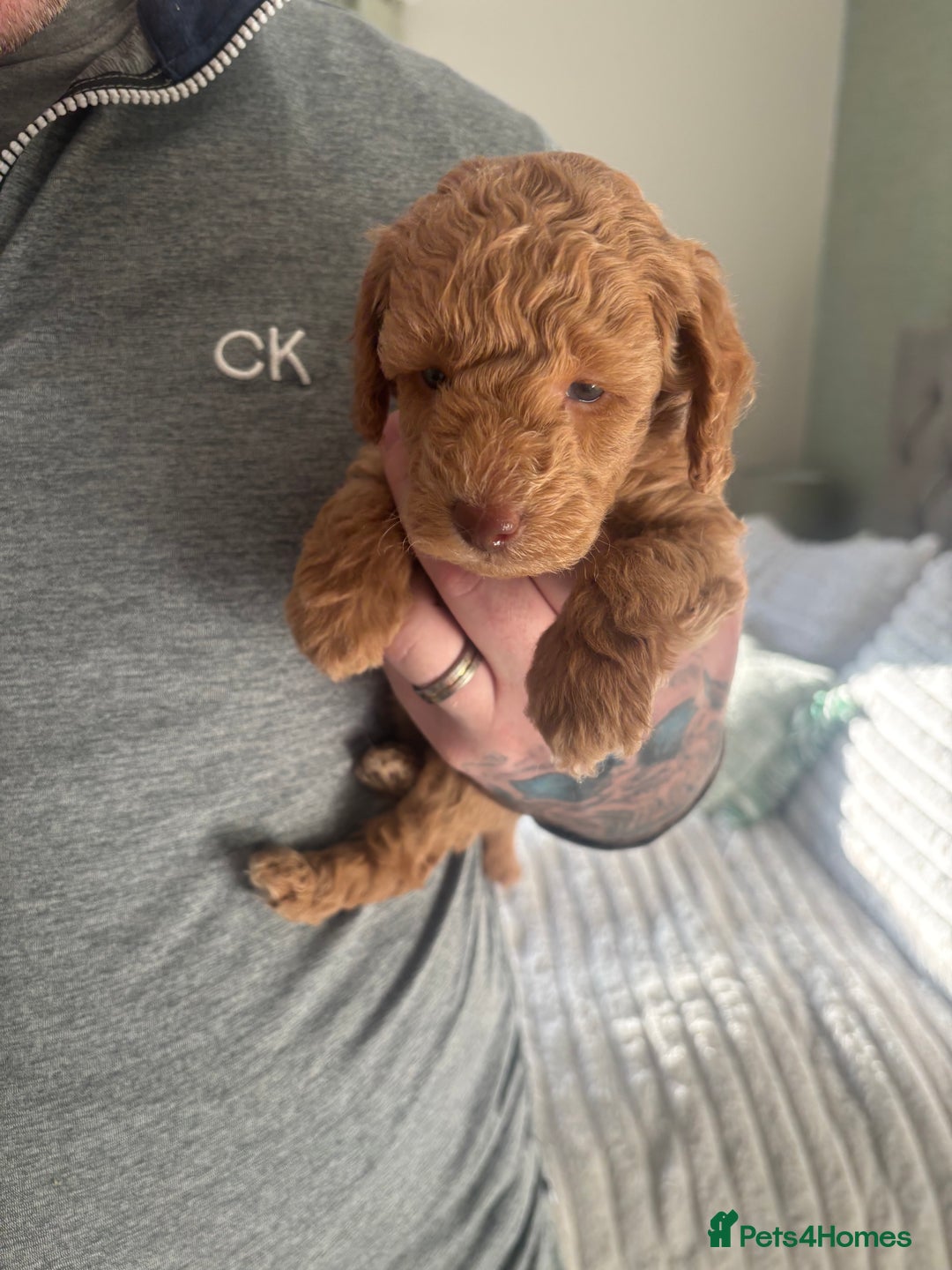 Toy Poodle dogs for sale: Toy poodle puppies *Ready for  ** * - Advert 38