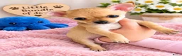 Chihuahua dogs for sale: Chihuahua - Advert 5