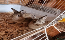 Netherland Dwarf rabbits for sale: 2 Netherland dwarf does and 1 buck - Image 1