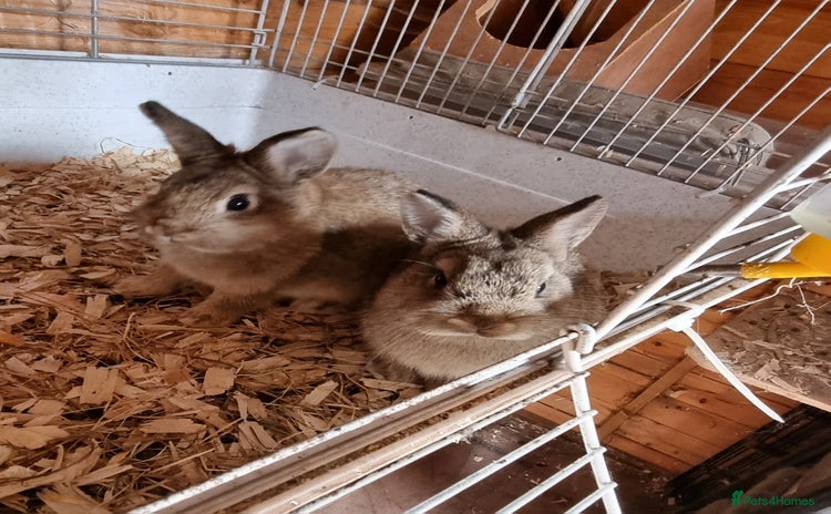 Netherland Dwarf rabbits - Advert 1