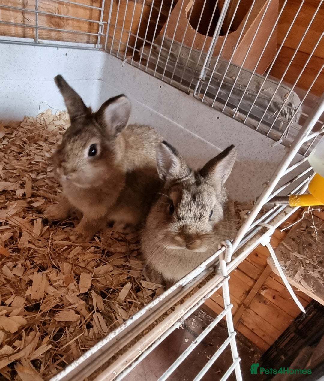 Netherland Dwarf rabbits for sale: 2 Netherland dwarf does and 1 buck - Image 1