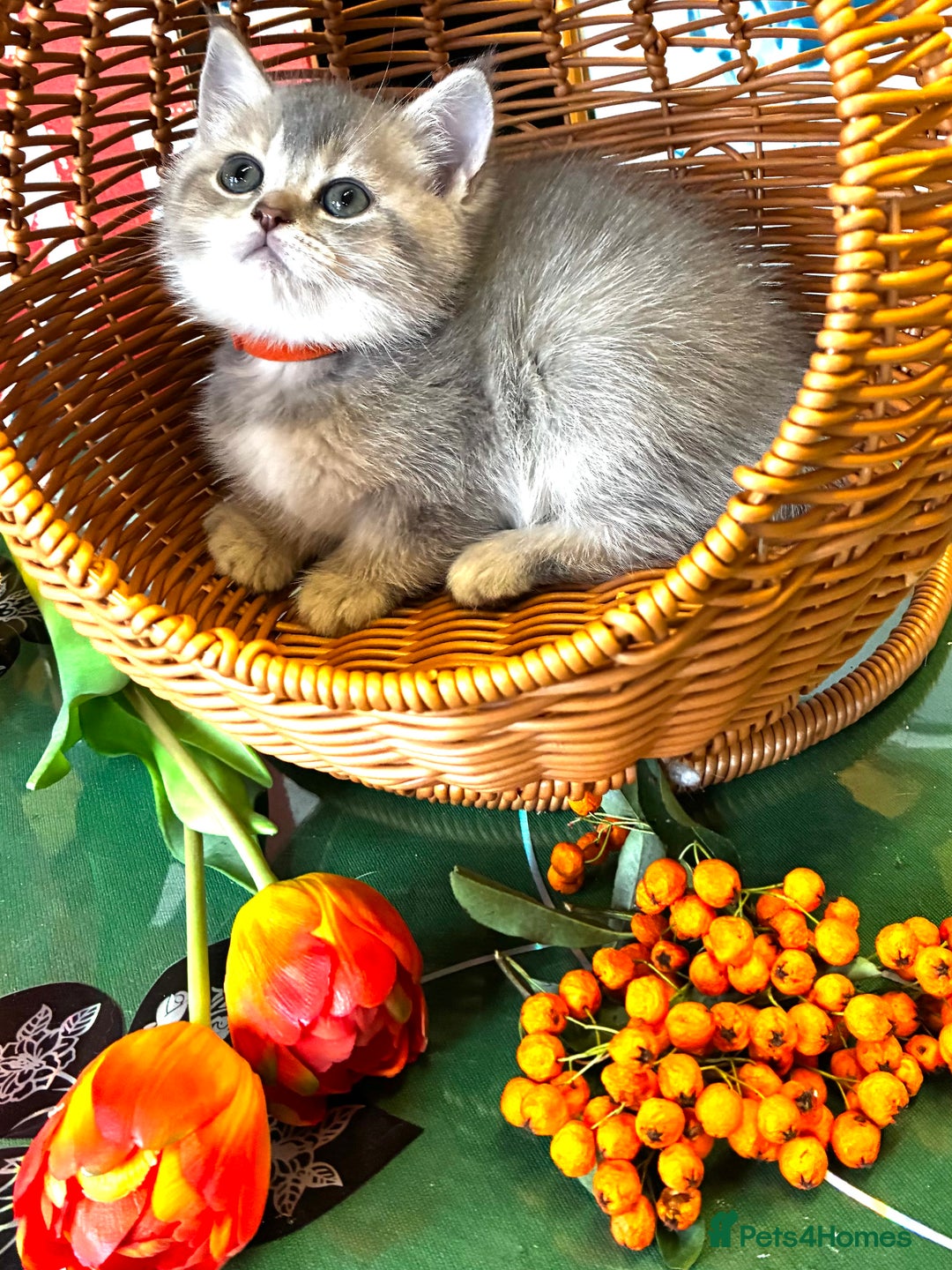 Scottish Fold cats for sale: 5 Scottish Fold Kittens for sale - Advert 14