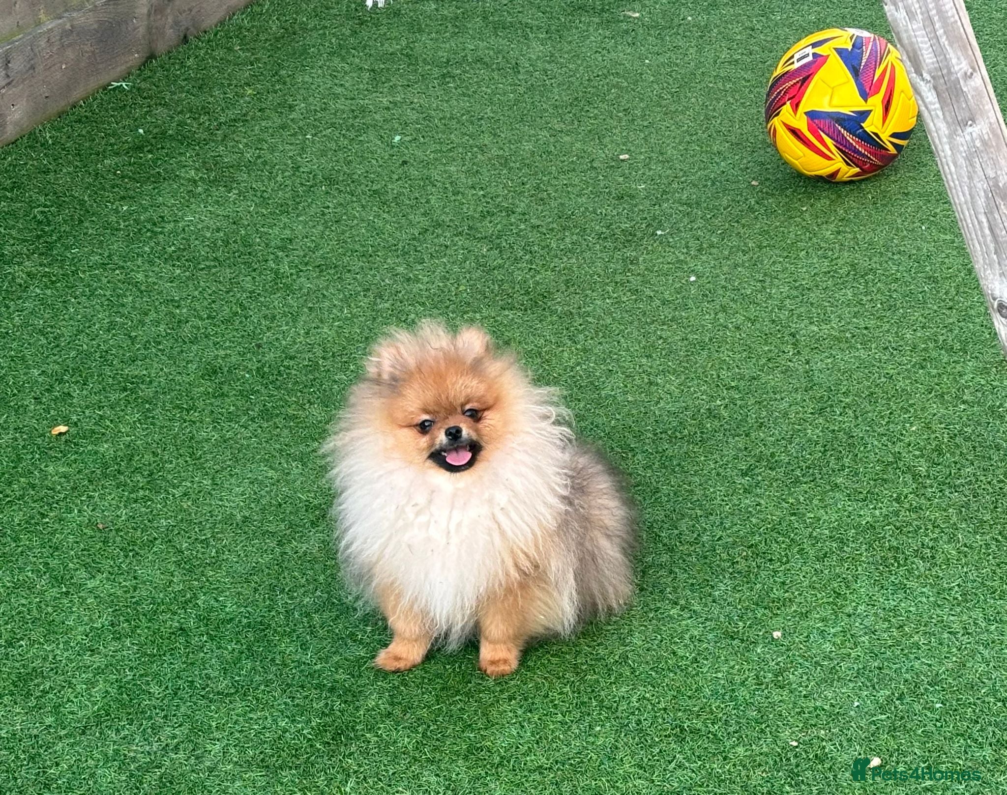 Pomeranian dogs Kc reg pom ready to go  ❤️ - Advert 4