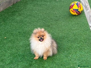 Pomeranian dogs Kc reg pom ready to go ❤️ - Advert 3