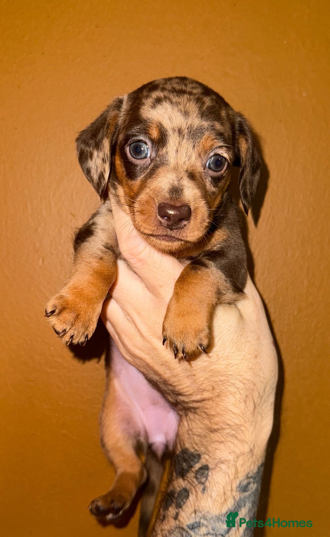 Miniature Dachshund dogs for sale: 🩵🩷Stunning KC Reg Mini Dachshunds🩵🩷 - Image 4
