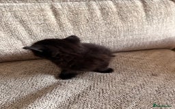 Domestic Shorthair cats for sale: Beautiful female black kittens - Image 4