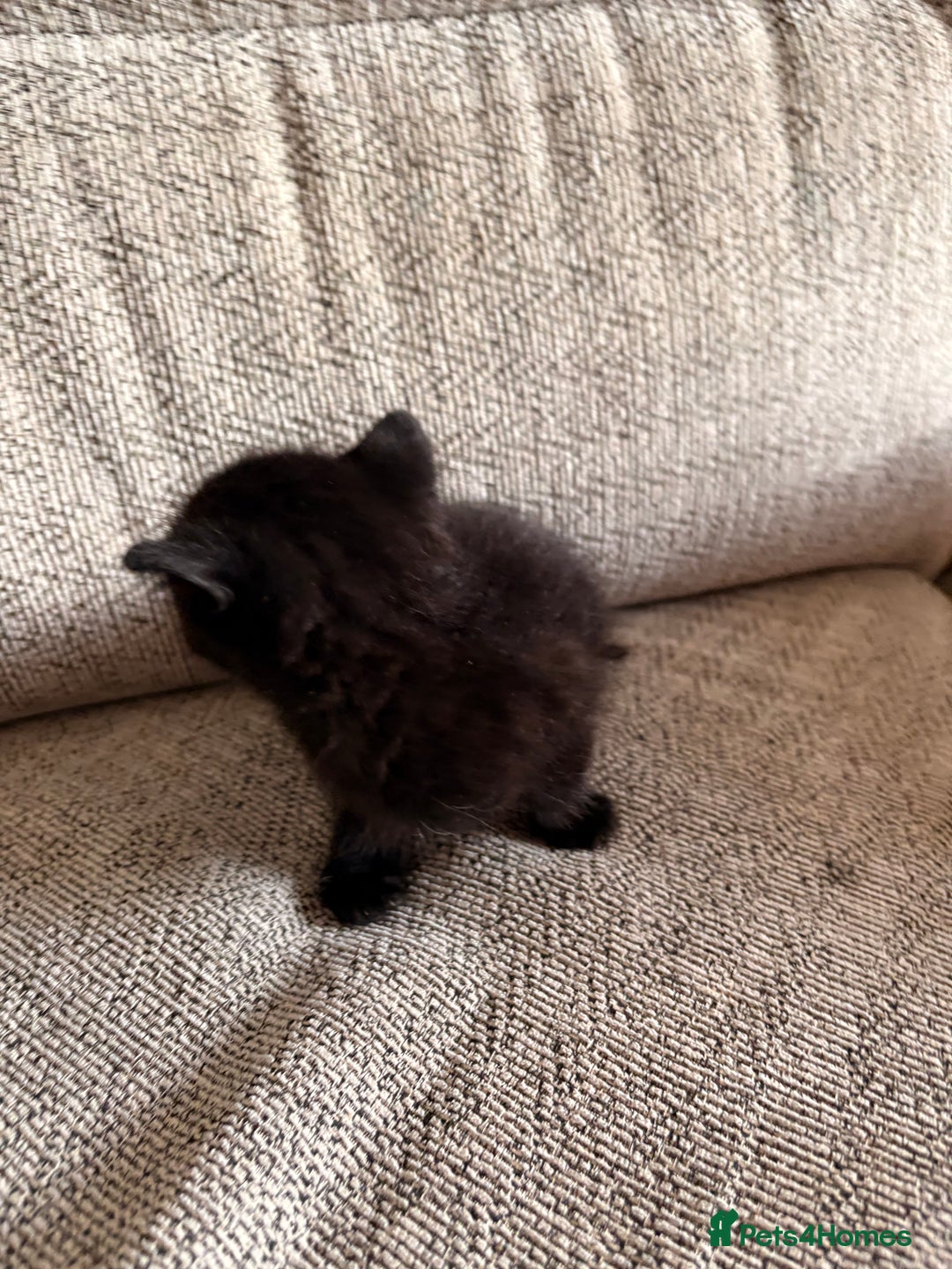 Domestic Shorthair cats for sale: Beautiful female black kittens - Image 4
