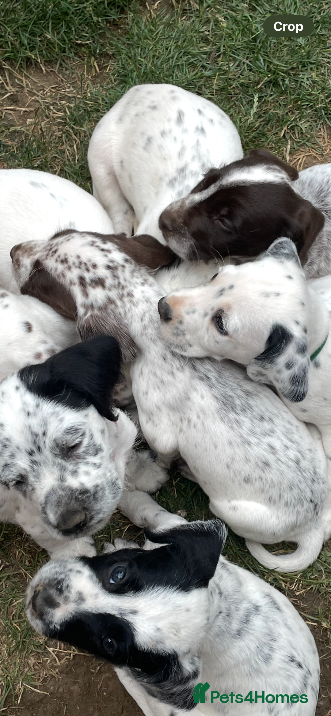 Mixed Breed dogs for sale:  Dalmaspoodles! Dalmation X springer/poodle pups - Image 29