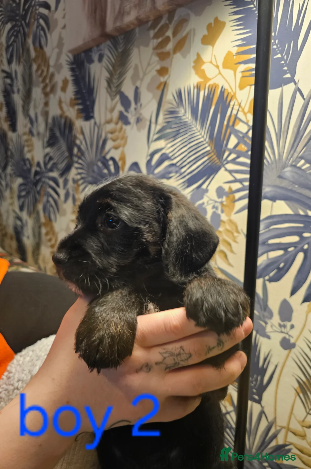 Mixed Breed dogs for sale: Froodle puppies  - Advert 4