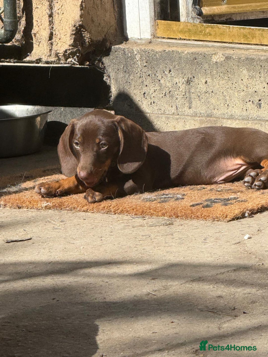 Dachshund dogs for sale: Coco is seeking his forever home  - Advert 1