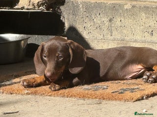 Dachshund dogs Coco is seeking his forever home - Advert 2