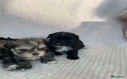 Mixed Breed dogs for sale: Lhasa apso cross shihtzu puppies. - Advert 7