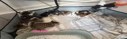 Bengal cats for sale: Bengal / Norwegian forest - Advert 28