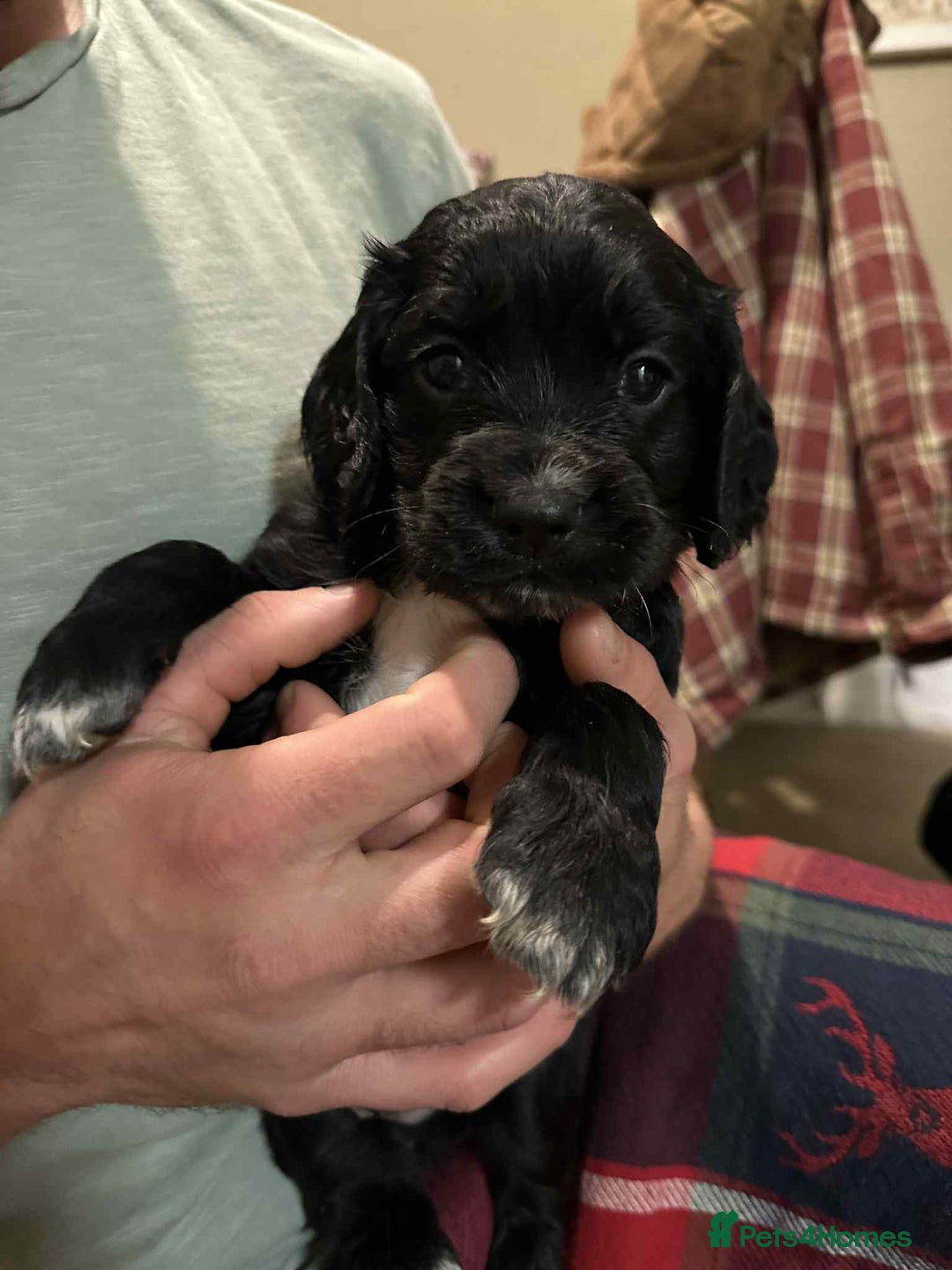Cocker Spaniel dogs for sale: Working gundog cocker spaniel pups - Image 9