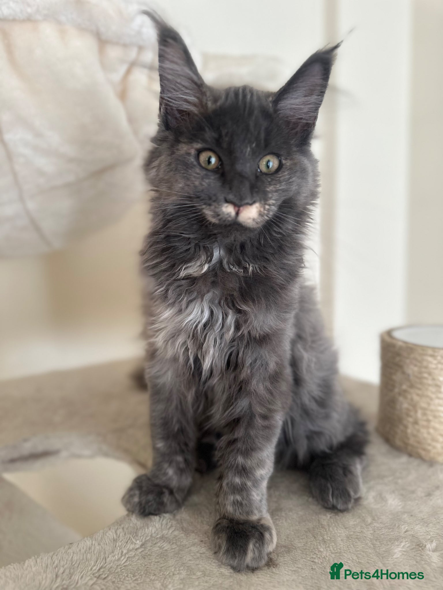 Maine Coon cats LAST GIRL LEFT. Stunning TICA Pedigree Maine Coons - Advert 5