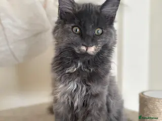 Maine Coon cats LAST GIRL LEFT. Stunning TICA Pedigree Maine Coons - Advert 5