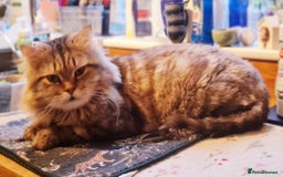 Mixed Breed cats for adoption: Rio wants warm cuddles and lots of fuss - Image 1
