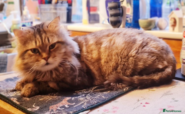 Mixed Breed cats - Advert 17