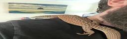 Monitor reptiles for sale: Hand Tame Male Ackie Monitor with full setup in Milton Keynes - Advert 2