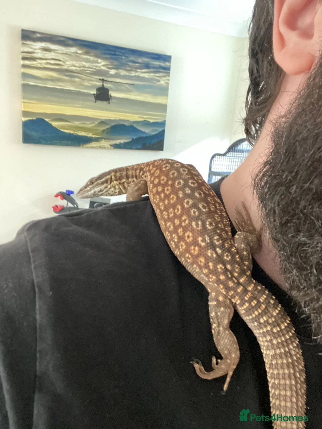 Monitor reptiles for sale: Hand Tame Male Ackie Monitor with full setup in Milton Keynes - Advert 2