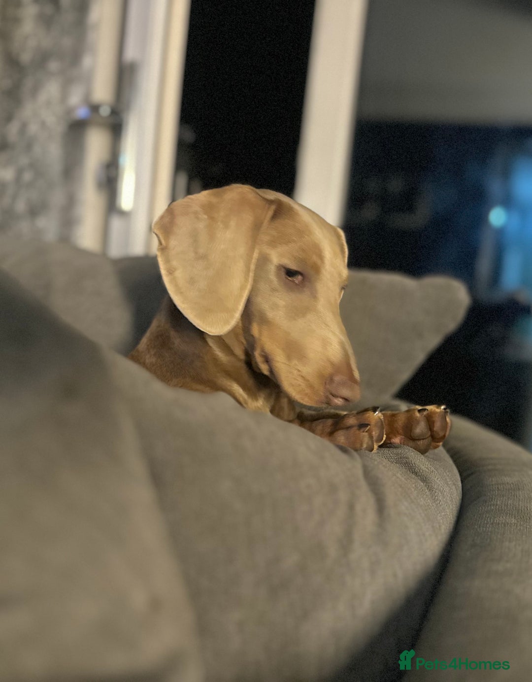 Dachshund dogs for sale: Dachshund boy for sale  - Image 4