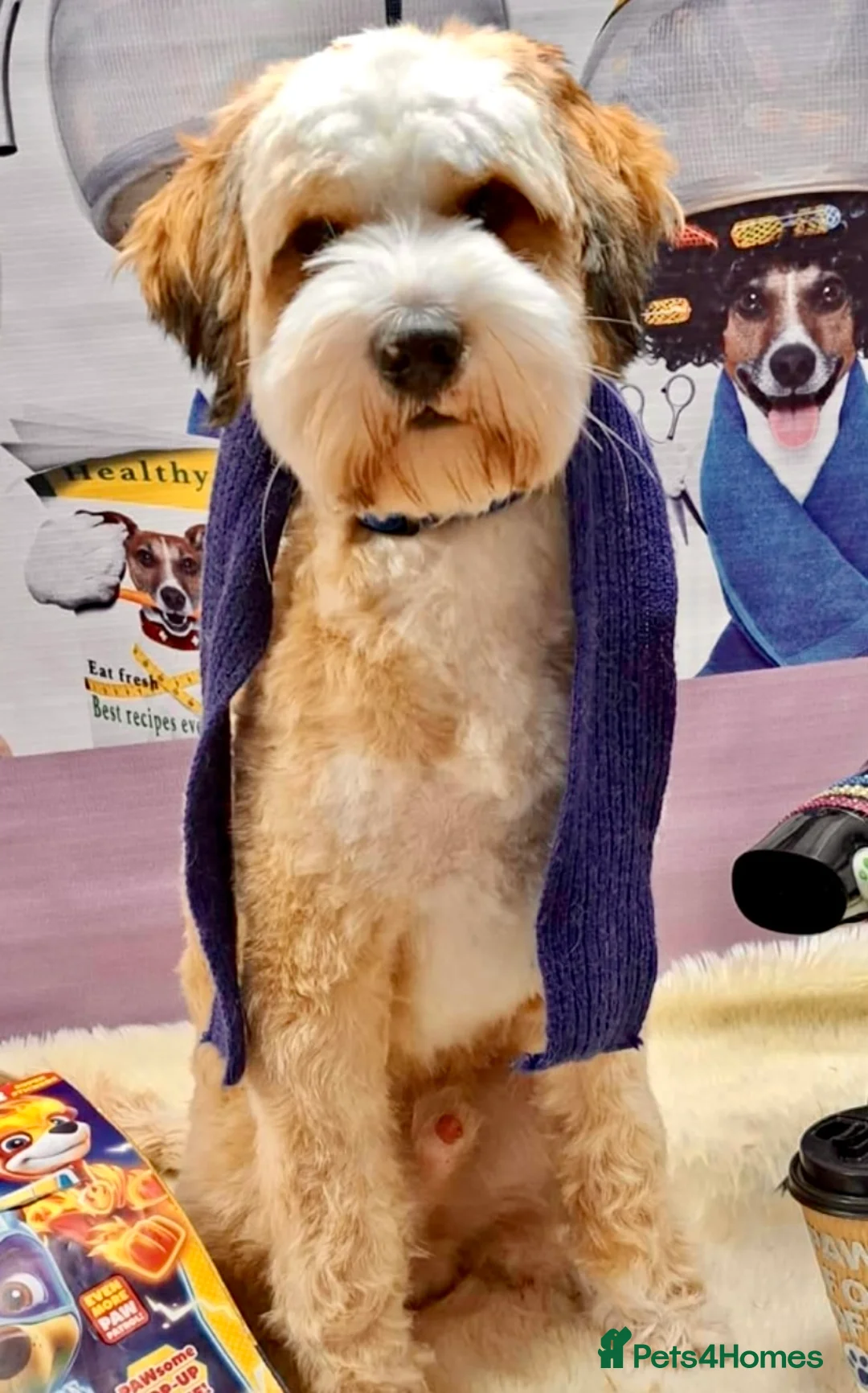 Tibetan Terrier dogs for stud: Excellent KC Reg Proven Tibetan Terrier for Stud in Oldham - Advert 5