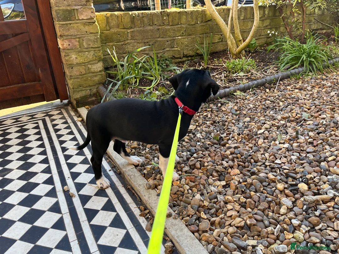 Mixed Breed dogs for sale: 🐾Sweet-natured Spaniel x Bulldog male puppy🐾 in London - Advert 3