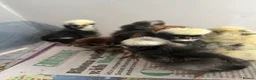 Mixed Breed poultry for sale: Chicks,Brahma, silkie, cross, polish  - Advert 3