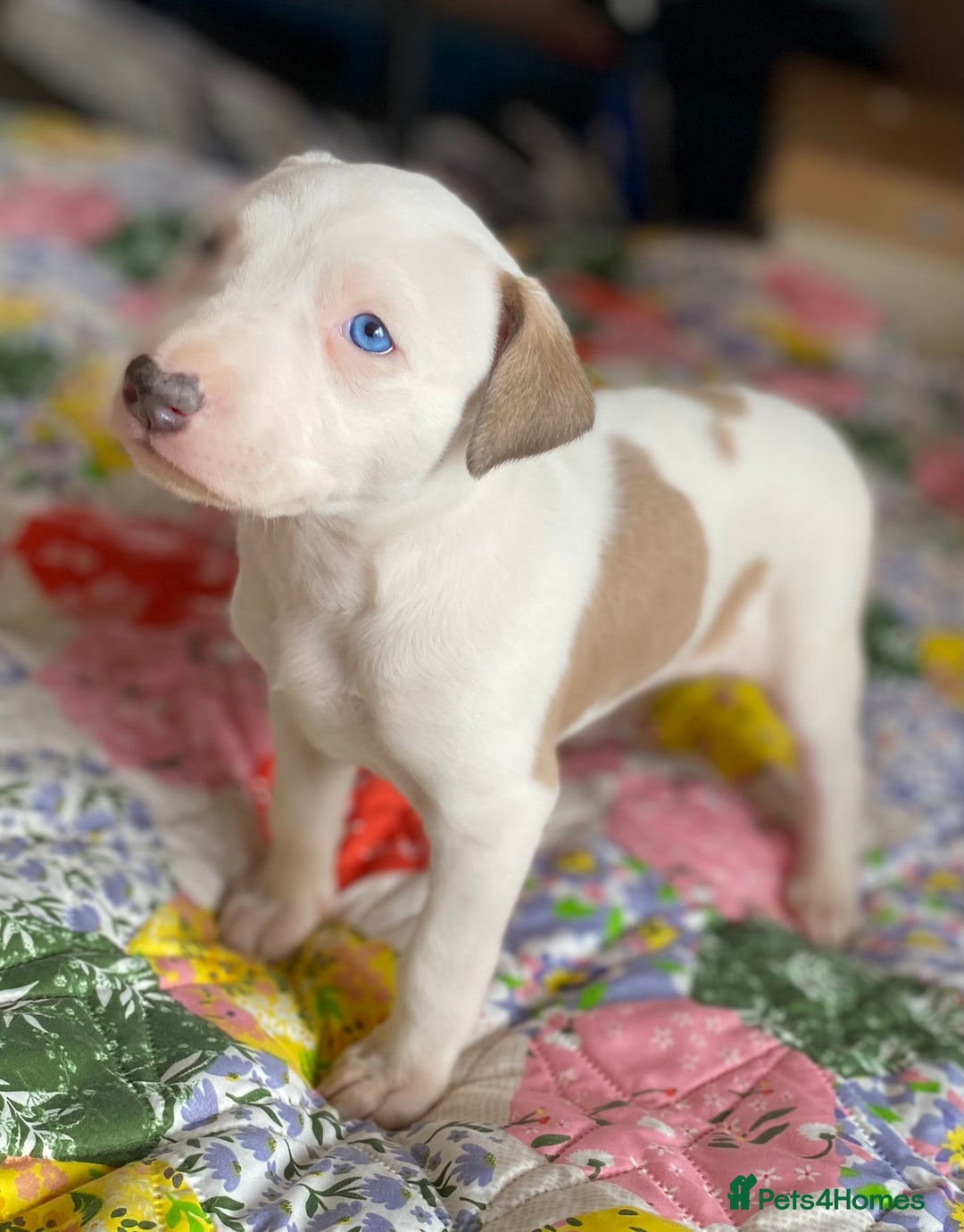 Mixed Breed dogs for sale: Collie bull greyhound puppies - Image 4