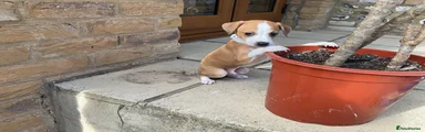 Italian Greyhound 3