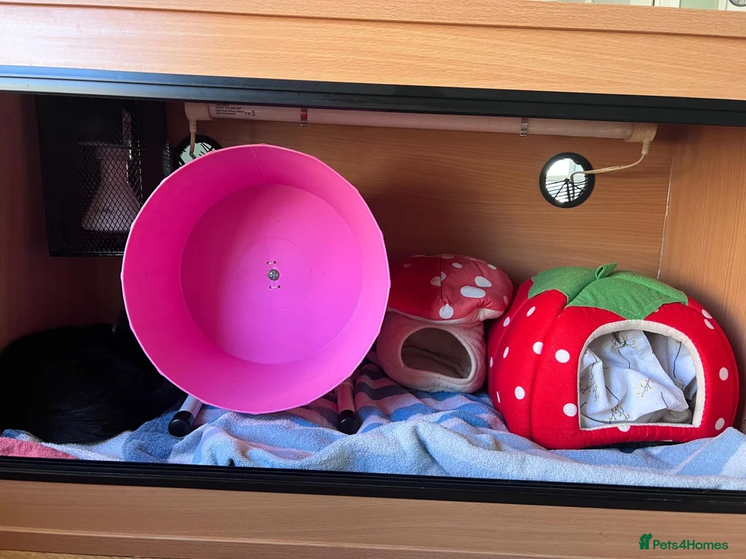 Pygmy Hedgehog rodents for sale: Female African Pygmy Hedgehog and full set up in Leighton Buzzard - Advert 4