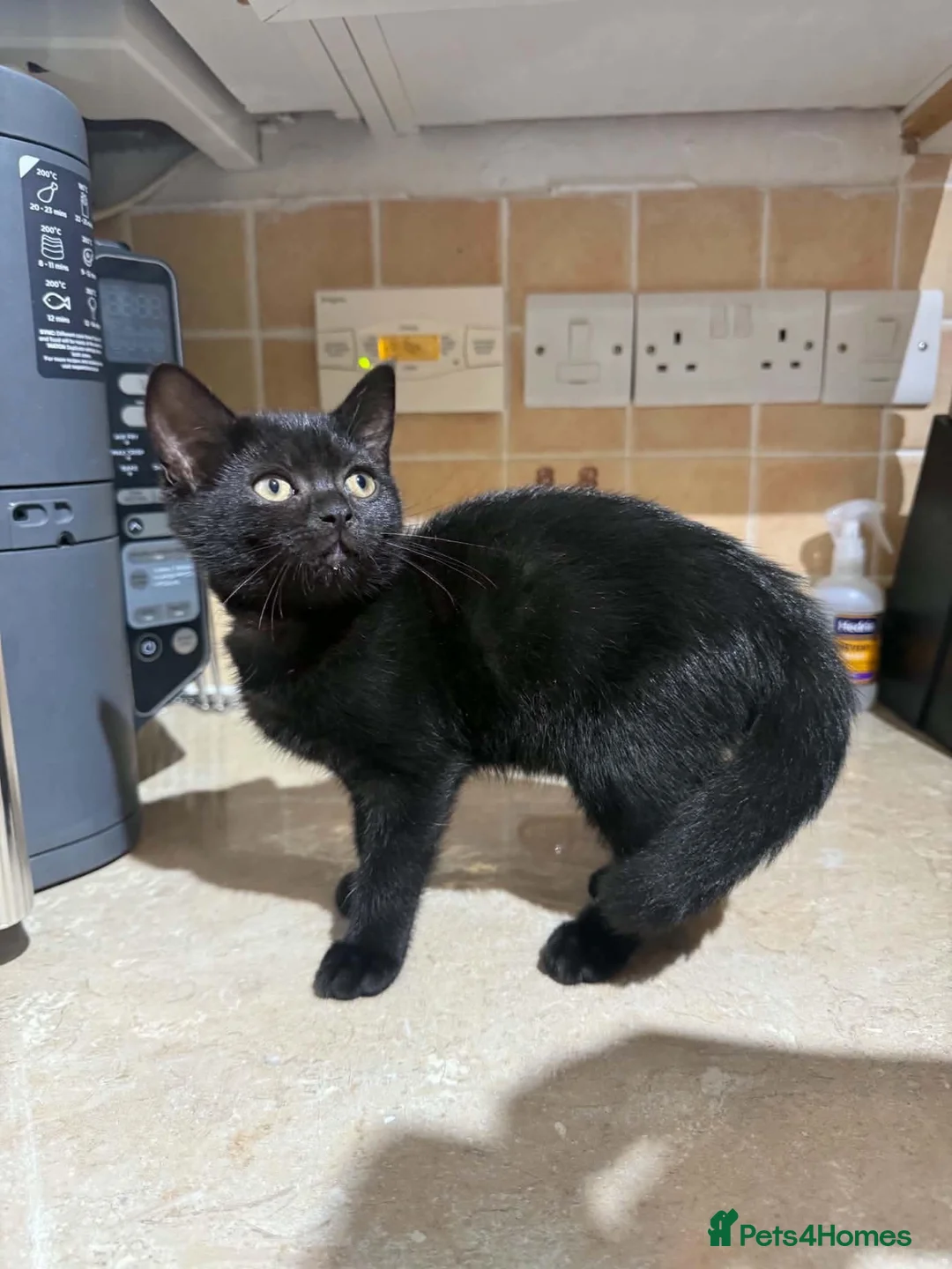 Mixed Breed cats for sale: 2 Female Persian Cross Kittens  in Dartmouth - Advert 7
