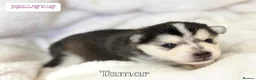 Pomsky dogs for sale: Stunning F3 Pomsky Puppies - Advert 20