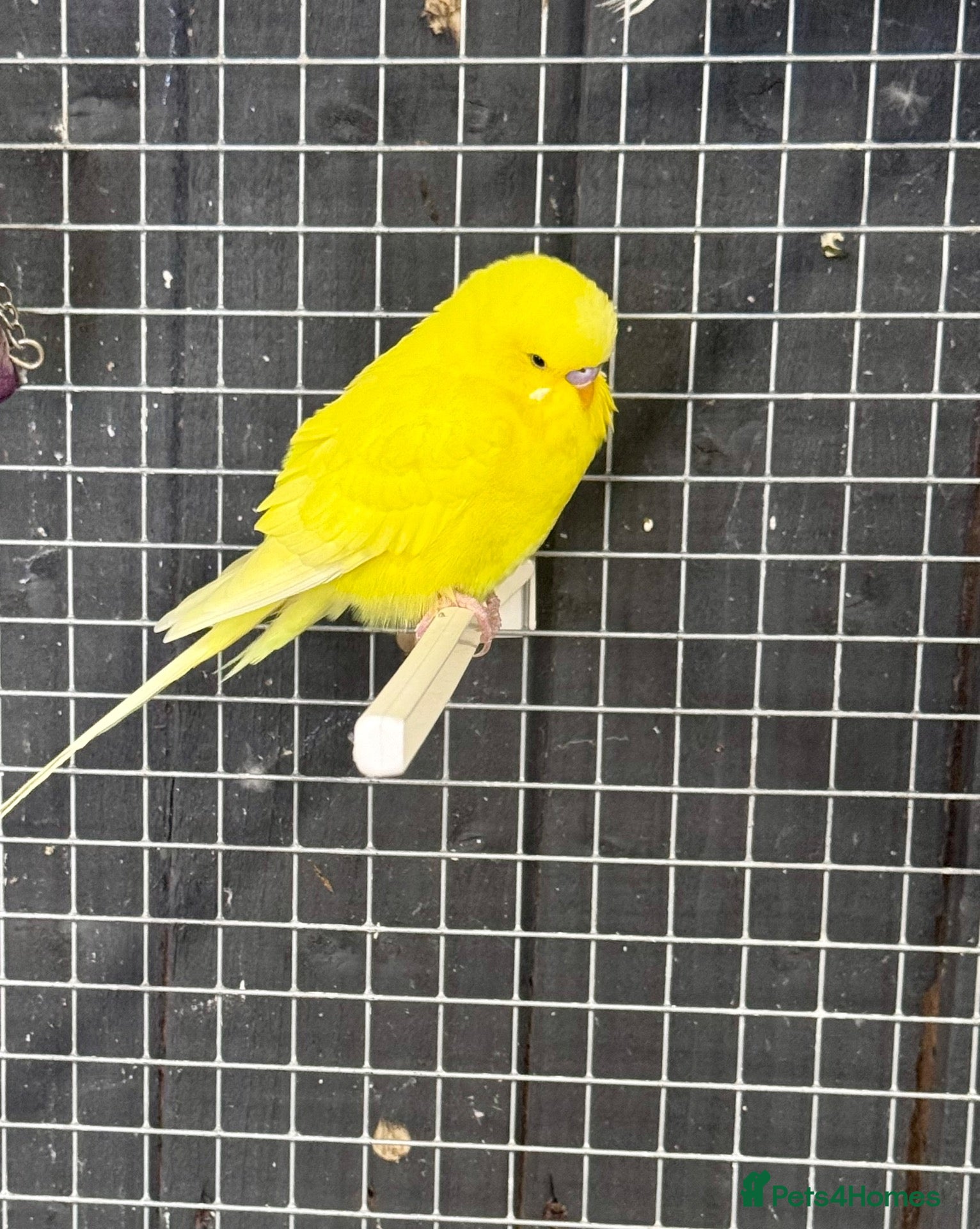 Budgerigars birds Mixed coloured Budgie’s  - Advert 2